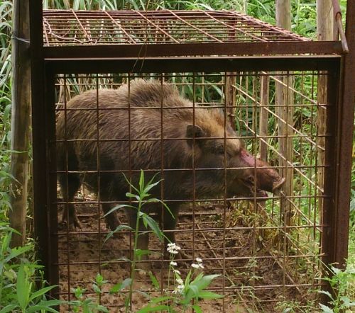 3丁目西 西側でイノシシが捕獲されました（動画付） | hiyoshidai.net